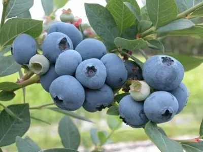 čučoriedka Megas Blue stredne skorá -veľkoplodá