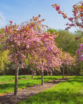 prunus serulata Kiku-Shidare 180/200