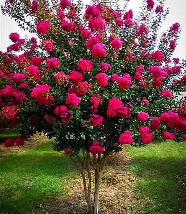 Lagerstroemia indica myrtha 30/40