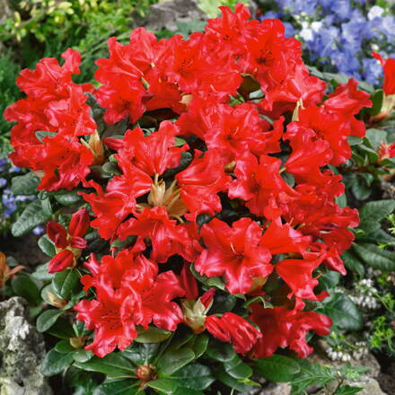 Rhododendron Scarlet Wonder 40/60