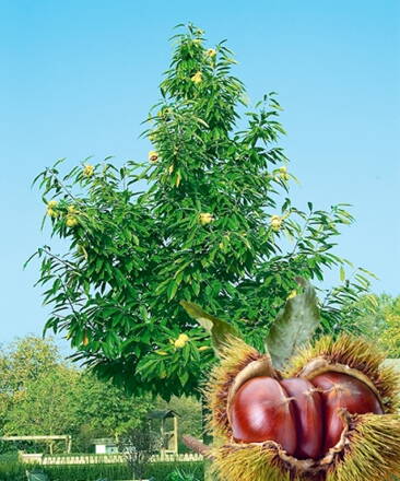 Gaštan jedlý . Castanea sativa - Marron De Lyon samoopelivý 