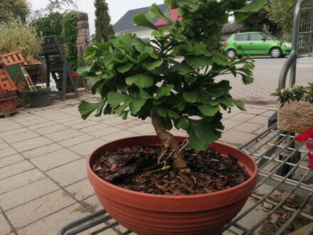Bonsaj Ginko biloba