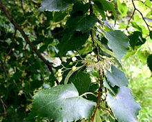 lipa malolistá Tilia cordata 200/220 cm