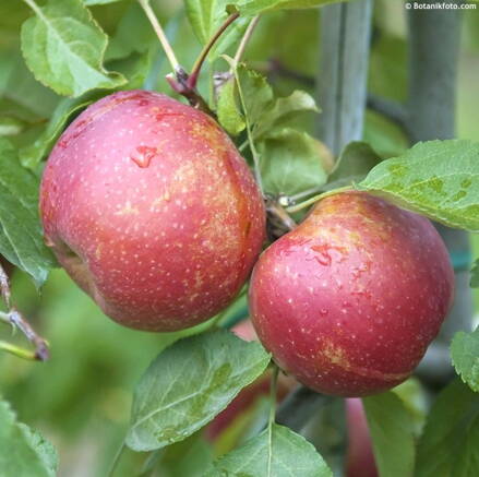 Jabloň RED BOSKOOP M26 