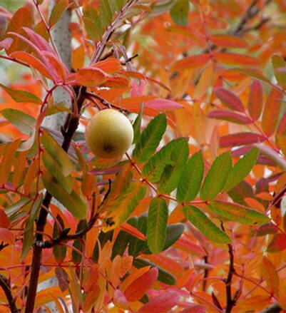 Oskoruša  štepená - sorbus domestica 140/180