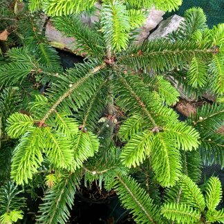 Jedľa Normandská abies Normandiana +30kaukazská/