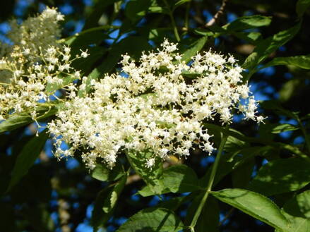 Baza čierna  - sambucus nigra