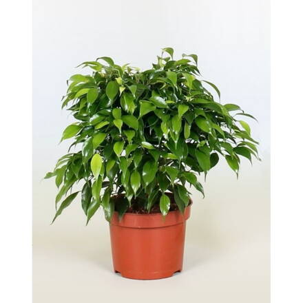Ficus benjamina  -fikus