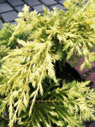 Borievka - Juniperus Gold Star 30/40