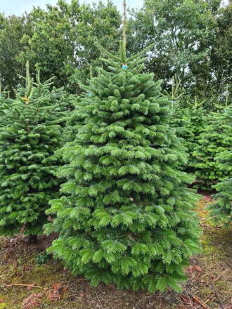 Jedľa kaukazská 60/90 Abies Normandiana