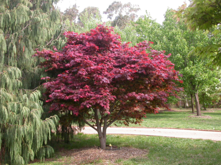 Javor acer palmatum Atropurpureum 100/120