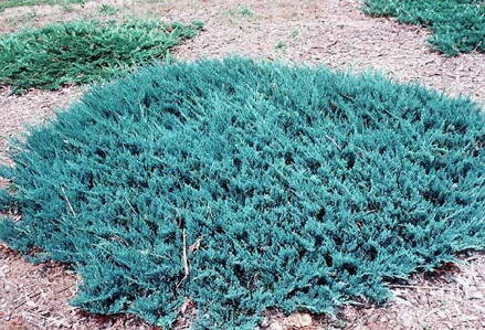 Borievka - Juniperus Blue Chip