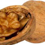 juglans Regia -orech kráľovský Jupiter 100/140 