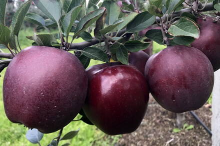 jabloň  King Roat Red Delicious  M26 kont.