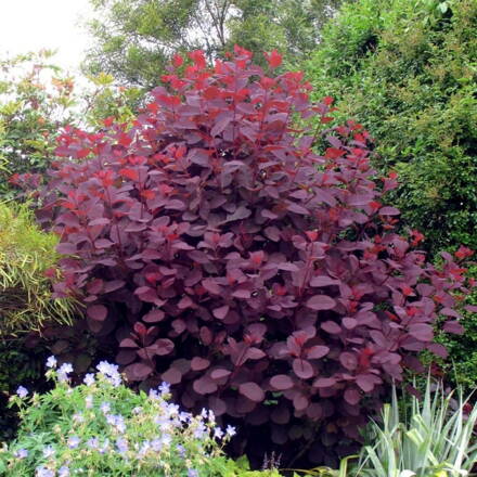 Škumpa vlasatá - Cotinus Royal Purple
