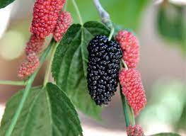 Moruša červená- morus rubra Illinois Everbearing 140/180