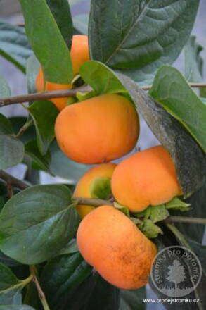 Hurmikaki O´Gosho 100/ 140 