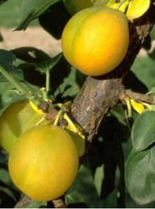 Ringlota Ontario - St.Julien