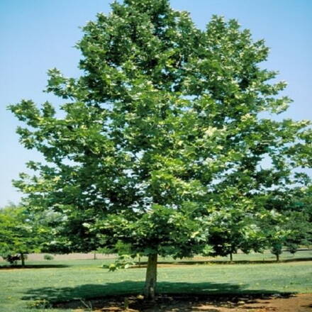 Platanus acerifolia platan180/200