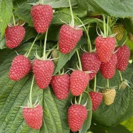 Malina Polana - stálorodiaca 