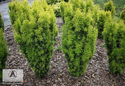 taxus media Stefania 80/100 -tis
