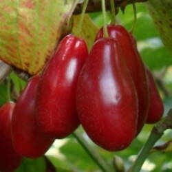 drieň jedlý veľkoplodý Titus cornus mas 40/60