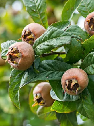 mišpula Holandská 160/180 kont.