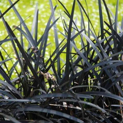 Tráva čierna- Ophiopogon -planiscapus niger