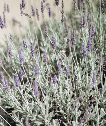 Levanduľa lekárska- levandula augustifolia