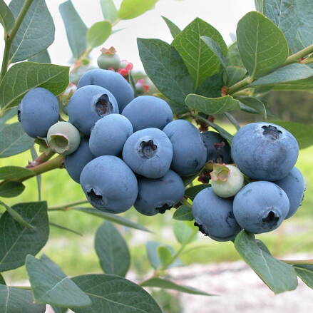 Čučoriedka americká veľkoplodá Bluecrop 40/60