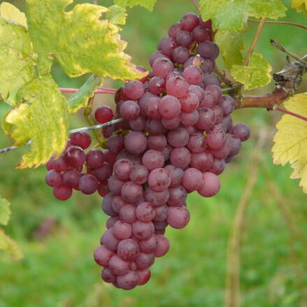 Vinič- hrozno stolové biele, ružové , modré