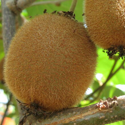 Actinidia kiwi Jenny samoopelivé