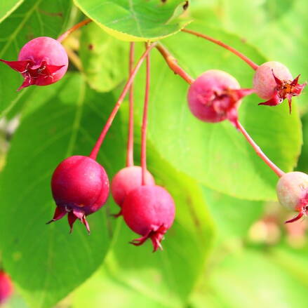 Muchovník - Amelanchier Krasnojarskaja 