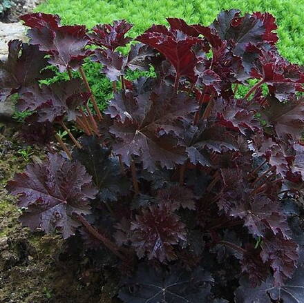 Heuchera micrantha