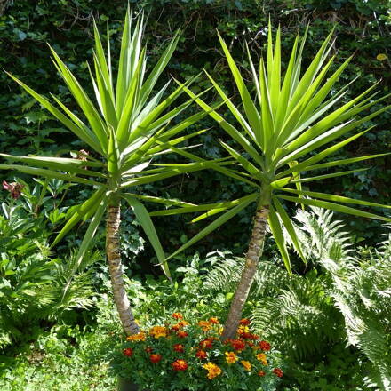 Yucca - rastlina v kvetináči