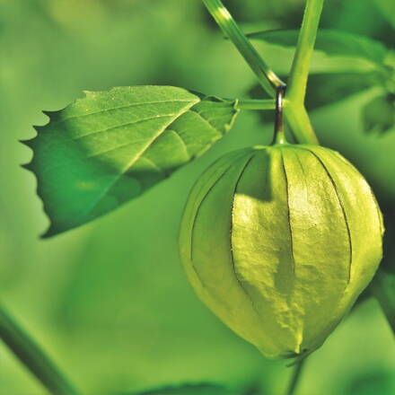 Machovka - Physalis - rastlina v črepníku