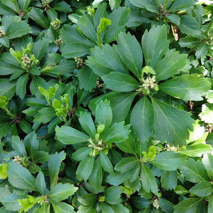 Pachysandra