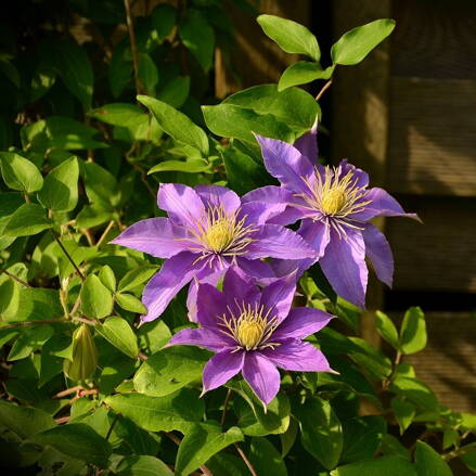 Plamienok - Clematis