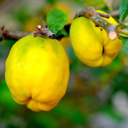 Dula Portugal 140/160