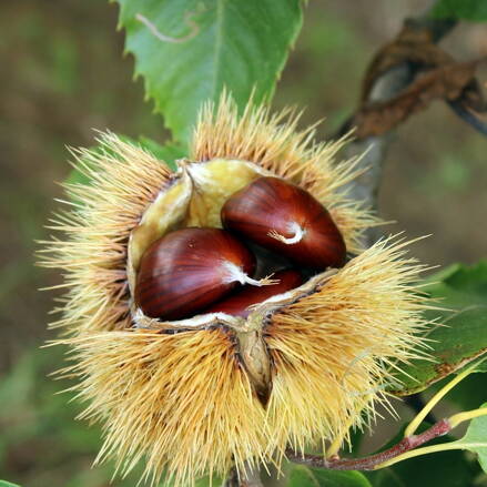 Gaštan jedlý - castanea sativa 140/160