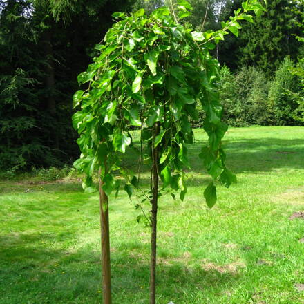 Moruša previslá - Morus Alba Pendula 140/180 3-ročná