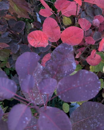 Škumpa vlasatá - Cotinus Royal Purple