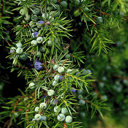 Borievka - Juniperus na km. 80/110