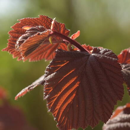 Buk lesný  červený - Fagus purpurea +140