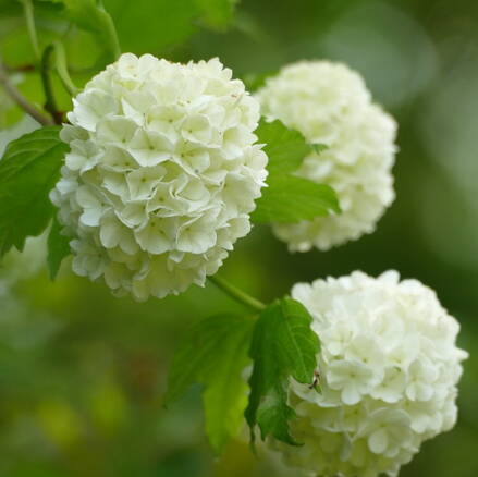 Kalina Viburnum opulus