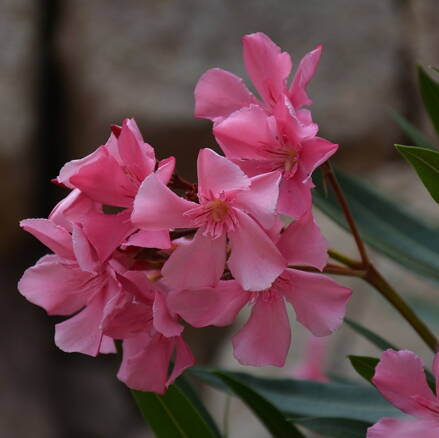 Oleander na kmienku