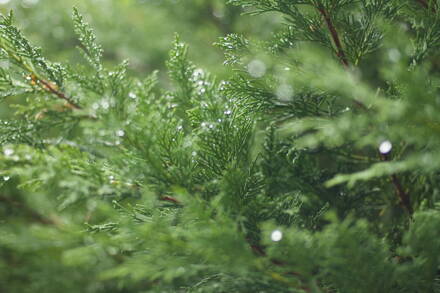 Thuja Smaragd 40/50