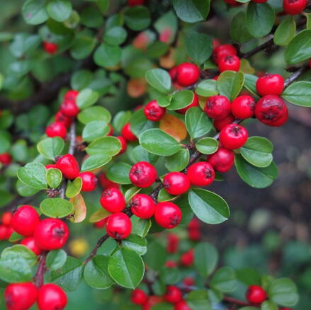 Skalník rozprestretý - Cotoneaster horizontalis