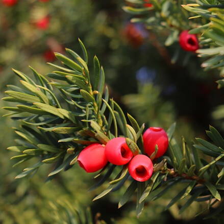 Tis obyčajný Taxus bac. Davidi