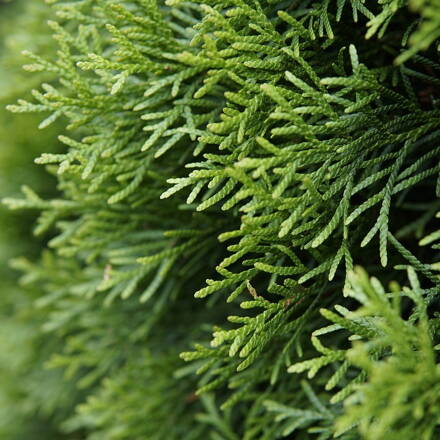 juniperus Blue Chip